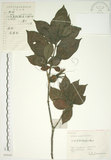 中文名:山黃梔(S058365)學名:Gardenia jasminoides Ellis(S058365)中文別名:梔子英文名:Capejasmine