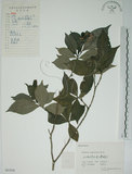 中文名:山黃梔(S061926)學名:Gardenia jasminoides Ellis(S061926)中文別名:梔子英文名:Capejasmine