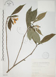 中文名:山黃梔(S065999)學名:Gardenia jasminoides Ellis(S065999)中文別名:梔子英文名:Capejasmine