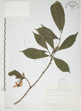中文名:山黃梔(S066066)學名:Gardenia jasminoides Ellis(S066066)中文別名:梔子英文名:Capejasmine