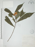 中文名:山黃梔(S071386)學名:Gardenia jasminoides Ellis(S071386)中文別名:梔子英文名:Capejasmine