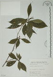 中文名:山黃梔(S071387)學名:Gardenia jasminoides Ellis(S071387)中文別名:梔子英文名:Capejasmine