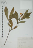 中文名:山黃梔(S071391)學名:Gardenia jasminoides Ellis(S071391)中文別名:梔子英文名:Capejasmine