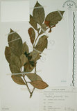 中文名:山黃梔(S071479)學名:Gardenia jasminoides Ellis(S071479)中文別名:梔子英文名:Capejasmine