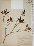 中文名:山黃梔(S071480)學名:Gardenia jasminoides Ellis(S071480)中文別名:梔子英文名:Capejasmine