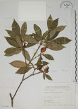 中文名:山黃梔(S071484)學名:Gardenia jasminoides Ellis(S071484)中文別名:梔子英文名:Capejasmine