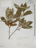 中文名:山黃梔(S071485)學名:Gardenia jasminoides Ellis(S071485)中文別名:梔子英文名:Capejasmine