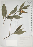 中文名:山黃梔(S072315)學名:Gardenia jasminoides Ellis(S072315)中文別名:梔子英文名:Capejasmine