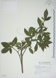 中文名:山黃梔(S072756)學名:Gardenia jasminoides Ellis(S072756)中文別名:梔子英文名:Capejasmine