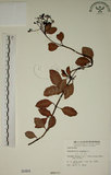 中文名:拎壁龍(S000404)學名:Psychotria serpens L.(S000404)英文名:Creeping Psychotria