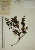 中文名:拎壁龍(S029904)學名:Psychotria serpens L.(S029904)英文名:Creeping Psychotria