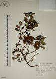 中文名:拎壁龍(S046835)學名:Psychotria serpens L.(S046835)英文名:Creeping Psychotria