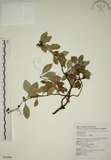 中文名:拎壁龍(S054984)學名:Psychotria serpens L.(S054984)英文名:Creeping Psychotria