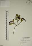 中文名:拎壁龍(S068965)學名:Psychotria serpens L.(S068965)英文名:Creeping Psychotria