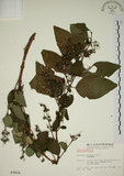 中文名:大葉溲疏(S003016)學名:Deutzia pulchra Vidal(S003016)