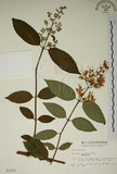 中文名:大葉溲疏(S003372)學名:Deutzia pulchra Vidal(S003372)