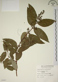 中文名:大葉溲疏(S006860)學名:Deutzia pulchra Vidal(S006860)