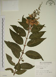 中文名:大葉溲疏(S007493)學名:Deutzia pulchra Vidal(S007493)