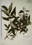 中文名:大葉溲疏(S008590)學名:Deutzia pulchra Vidal(S008590)