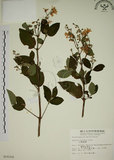 中文名:大葉溲疏(S010310)學名:Deutzia pulchra Vidal(S010310)