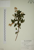 中文名:大葉溲疏(S011854)學名:Deutzia pulchra Vidal(S011854)