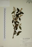 中文名:大葉溲疏(S011855)學名:Deutzia pulchra Vidal(S011855)