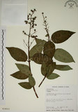 中文名:大葉溲疏(S014013)學名:Deutzia pulchra Vidal(S014013)