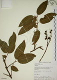 中文名:大葉溲疏(S014641)學名:Deutzia pulchra Vidal(S014641)