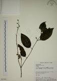 中文名:大葉溲疏(S017561)學名:Deutzia pulchra Vidal(S017561)