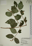 中文名:大葉溲疏(S020054)學名:Deutzia pulchra Vidal(S020054)