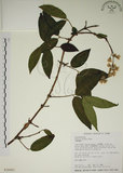 中文名:大葉溲疏(S026001)學名:Deutzia pulchra Vidal(S026001)