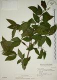 中文名:大葉溲疏(S028296)學名:Deutzia pulchra Vidal(S028296)