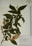 中文名:大葉溲疏(S032431)學名:Deutzia pulchra Vidal(S032431)