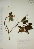 中文名:大葉溲疏(S035529)學名:Deutzia pulchra Vidal(S035529)