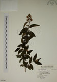 中文名:大葉溲疏(S036796)學名:Deutzia pulchra Vidal(S036796)