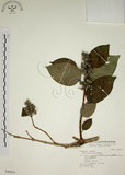 中文名:大葉溲疏(S046816)學名:Deutzia pulchra Vidal(S046816)