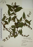 中文名:大葉溲疏(S049330)學名:Deutzia pulchra Vidal(S049330)