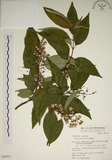 中文名:大葉溲疏(S050317)學名:Deutzia pulchra Vidal(S050317)