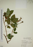 中文名:大葉溲疏(S050999)學名:Deutzia pulchra Vidal(S050999)