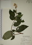 中文名:大葉溲疏(S051519)學名:Deutzia pulchra Vidal(S051519)