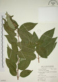 中文名:大葉溲疏(S053832)學名:Deutzia pulchra Vidal(S053832)