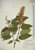 中文名:大葉溲疏(S054288)學名:Deutzia pulchra Vidal(S054288)