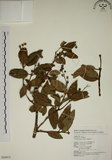 中文名:大葉溲疏(S054973)學名:Deutzia pulchra Vidal(S054973)