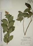 中文名:大葉溲疏(S067893)學名:Deutzia pulchra Vidal(S067893)