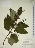 中文名:大葉溲疏(S069332)學名:Deutzia pulchra Vidal(S069332)