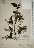 中文名:大葉溲疏(S071227)學名:Deutzia pulchra Vidal(S071227)