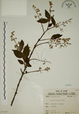 中文名:大葉溲疏(S071257)學名:Deutzia pulchra Vidal(S071257)