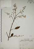 中文名:大葉溲疏(S071305)學名:Deutzia pulchra Vidal(S071305)