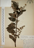 中文名:大葉溲疏(S071308)學名:Deutzia pulchra Vidal(S071308)