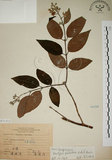 中文名:大葉溲疏(S071312)學名:Deutzia pulchra Vidal(S071312)